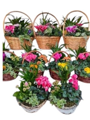 Indoor Planted Basket