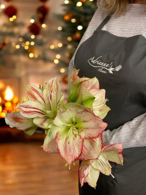 Candy Cane Amaryllis Bouquet