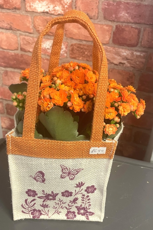 Flowering Plant in canvas bag