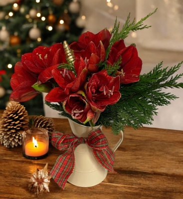 Red Amaryllis Christmas jug