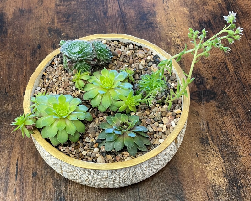 Succulent table arrangements