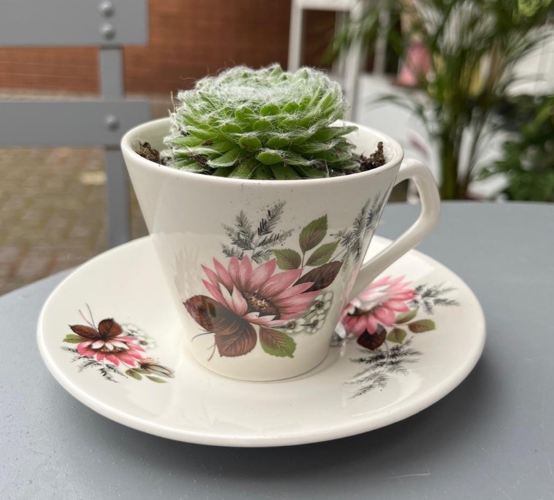 Succulent Tea Cups