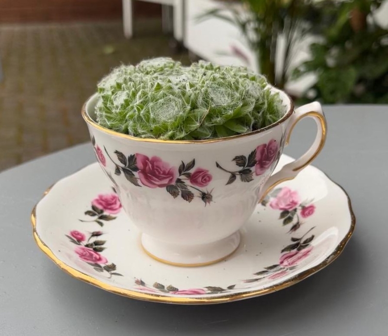 Succulent Tea Cups