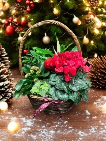 Christmas planted basket