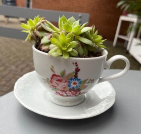 Succulent Tea Cups