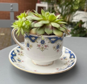 Succulent Tea Cups