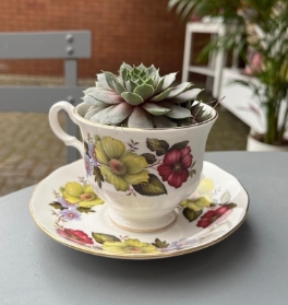 Succulent Tea Cups